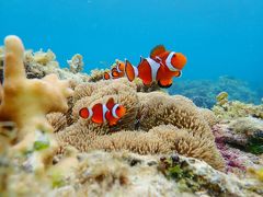 Bohol island パングラオ 1人旅¨̮♡︎海遊び編3-5日目