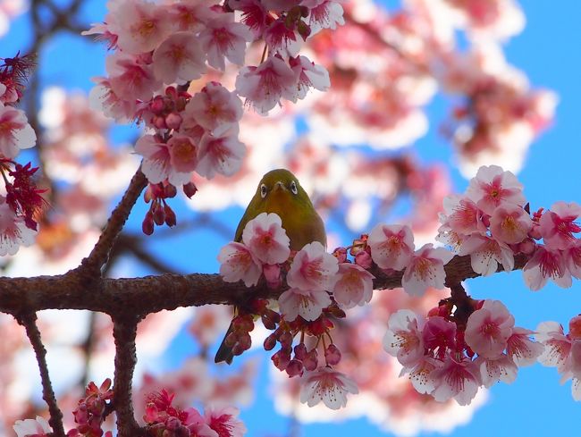 早咲きの桜のあたみ桜が見頃を迎えてるというので、早目の春を感じに熱海に出かけてきました。<br />熱海の桜を満喫したあとは小田原城で行われている冬桜イルミネーションを見にいきました。<br /><br /><br />