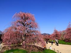 鈴鹿の森庭園　素晴らしい枝垂れ梅の庭園です。