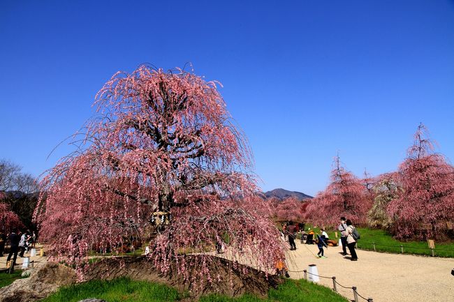 鈴鹿の森庭園 素晴らしいしだれ梅の庭園です。<br /><br />まさに見ごろ。好天に恵まれ、心地よい春の風のなか、ちょっと汗ばむ陽気でしたが、綺麗に咲いた梅の花を堪能できました。<br /><br />