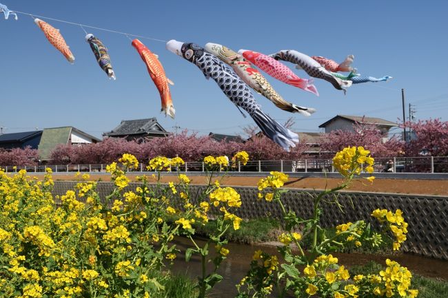 愛知県の中では比較的暖かいと言われる渥美半島の先端近く福江にある免々田川の河津桜と菜の花まつりに行ってきました。<br /><br />毎年行われてるようですが全く知らず、某旅行社のツアーパンフレットで知って、満開のころ合いを見て行く事に。<br /><br />ピンクの河津桜に、黄色の菜の花、鯉のぼりが泳いで、長閑な景色にうっとり。<br />また来たくなるような、素敵な風景でしたよ。