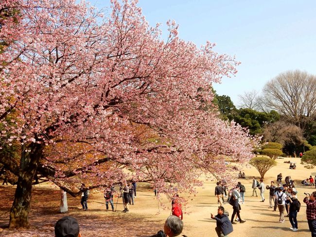 　ようやく気温があがり、春らしくなってきたような感じがする東京地方。<br />春を探しに「新宿御苑」を歩いてきました。<br />　大きなハクモクレンの木、カンザクラ、ハチジョウキブシ、ボケの花が<br />迎えてくれました。<br />　ソメイヨシノはあと一息です。<br />