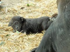 パンダだけじゃない 上野動物園の赤ちゃん♪ゴリラのリキくんとシャンシャン再び