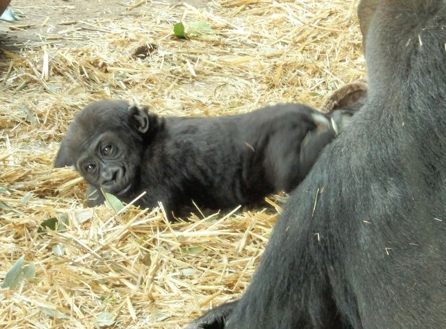 上野動物園で待望のパンダ・シャンシャンが公開され、2月の連休に早速会いに行った私。その時にシャンシャンはお昼寝中だった。（少し動いてはくれたのですが）<br />次はぜひとも活発に動いている所や母娘で戯れている所を見たいな～と思いつつ、、気が付くと約1ヶ月経過。そろそろ動物園の混雑が増しそうな学生の春休み期間。その前に一度行っておこう！と思い立って上野動物園へ行ってきました。<br /><br />上野動物園にはパンダだけではなくゴリラの赤ちゃんもいることを知り、ゴリラのリキくん（2017年10月生まれ）に会うことも今回の目的。こちらも混雑してましたが、可愛い姿に癒されました～(*´∇｀*)<br /><br />さて、シャンシャン観覧はというと、入場して受け取った整理券の時間帯は、なんと前回と全く同じ13時10分の回（苦笑）<br /><br />今回のシャンシャンは果たして目を覚ましてくれていたのか…その答えは後ほど。。よろしければご覧ください～。<br /><br />前回のシャンシャン旅行記<br />https://4travel.jp/travelogue/11329937