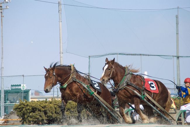 前日は十勝川温泉でのんびりとした一日を過ごし、<br />今日は帯広のばんえい競馬を楽しむことに。<br />夜は帯広市内の居酒屋に行ってみます。<br />ばんえい競馬は過去に旭川・北見・岩見沢でも<br />開催されていたが、今は帯広だけで開催されている。<br />体重800~1000kgのごっつい馬が騎手と重りを乗せた鉄製の<br />そりを曳き、コース内にある2ヶ所の坂を乗り越えて<br />ゴールを目指すレースは間近で見るととても壮観です。<br />