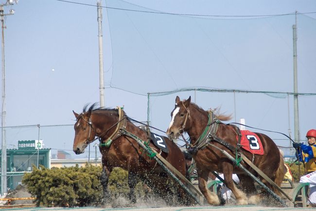 　前日は十勝川温泉でのんびりとした一日を過ごし、<br />今日は帯広のばんえい競馬を楽しむことに。<br />夜は帯広市内の居酒屋に行ってみます。<br />ばんえい競馬は過去に旭川・北見・岩見沢でも<br />開催されていたが、今は帯広だけで開催されている。<br />体重800～1000kgのごっつい馬が騎手と重りを乗せた鉄製の<br />そりを曳き、コース内にある2ヶ所の坂を乗り越えて<br />ゴールを目指すレースは間近で見るととても壮観です。<br />