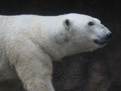 誕生日、弾丸トラベラー&#12316;寒川神社・よこはま動物園ズーラシア編&#12316;