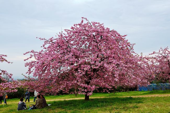   綱敷天満宮の帰り、静豊園の河津桜が気になり、様子を見に行ってきました。  週末辺りが見ごろとみていたが、急な陽気が続き、一気に開花していました。