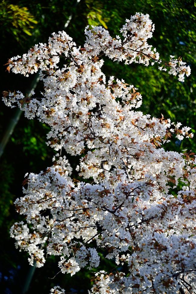 　樹齢は400年を越えるヤマザクラの巨樹「魚見桜」が開花したというので行ってきました。<br />