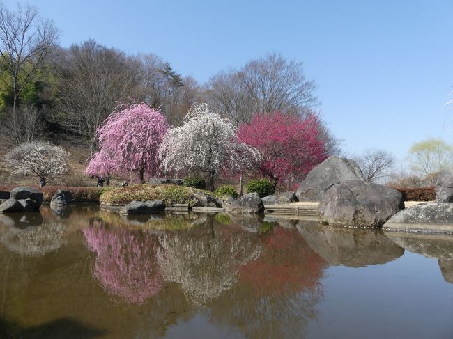 「みかも山公園」の「万葉庭園」では、ウメがほぼ満開になり、見頃です。<br />カンヒザクラ、カンザクラも咲き始めています。