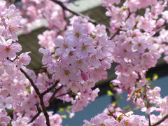 都内で桜　２０１８