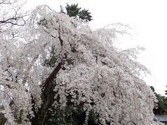 ２０１７年京都　４月５日　その６　京都御苑の桜と梅