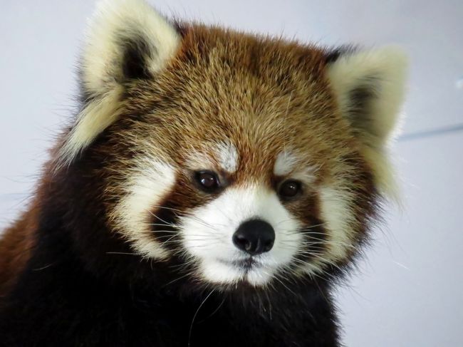 マルズ（札幌市円山動物園）のホクト君が甲府市の遊亀公園附属動物園にお婿入りすることになりました。<br /><br />当初、この週末での札幌遠征は露ほども考えていなかったですが、数日前にうっすらと「ホクト君のマルズ最終展示に立ち合いたいなぁ」と思い、何気なく全日空の特典航空券を調べるといい感じのフライトに空きがある・・・そうなるともう逸る心を押さえられません（苦笑）<br /><br />マルズで絶大な人気を誇るココちゃん＆セイタ君の末っ子にして長男坊のホクト君・・・とても愛想が良く、いつも笑顔でファンを迎えてくれる（実際にあの楽し気な表情は笑顔なんだと思う）ホクト君はいつの間にやら人々の心をぎゅっと掴み心から愛される存在になっていました。<br />それを裏付ける様にこの週末は特別な送別イベントがあった訳でもないのに地元・札幌のファンの方はもちろん、関東、関西、そして海外からも多くの人がホクト君の門出を祝うためにマルズを訪れ、さながら、レッサーパンダ祭りの様な賑わいでした。<br /><br />これもひとえに彼の人徳（小熊猫徳）のなせる業・・・ホクト君、新天地でも君らしくいてくださいね、君ならどこに行っても大丈夫！！<br /><br />次は甲府で会おう！！<br /><br /><br />これまでのレッサーパンダ旅行記はこちらからどうぞ→http://4travel.jp/travelogue/10652280<br /><br /><br /><br /><br />