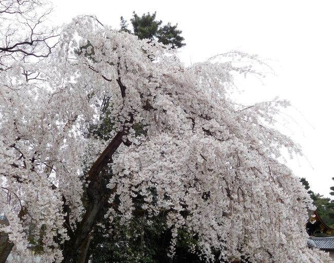 　京都御苑で今日も近衛邸跡の桜を見に行きました。<br />ちょっと緑が出ている枝もありましたが、まだまだ見頃でした。<br /><br />　京都御所も中に入ってみました。<br />御所は別の旅行記に掲載をしています。<br /><br /> 西側の梅や南側でも桜を見ることが出来ました。