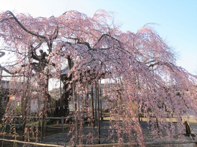 3月17日、午後3時半頃にふじみ野市亀久保にある地蔵院の枝垂桜の開花状況を調べるために行きました。 先日〔3/6〕訪問した時には蕾は見られるものの開花は二週間後と思っていましたが、3/13~3/15の三日間は四月下旬並みの高温になり、開花が進んでいるのではと思われましたので訪問したところ、三分咲きで見ごろを迎えていました。 来週の3/23頃に満開になるような感じでした。<br /><br /><br /><br />*写真は見ごろを迎えた地蔵院の枝垂桜・・・すだれ状に咲いているのは見事です。