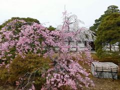 ２０１７年京都　４月５日　その７　京都御所見学と桜