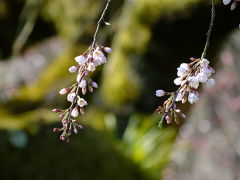 京都の桜は・・・！2018年