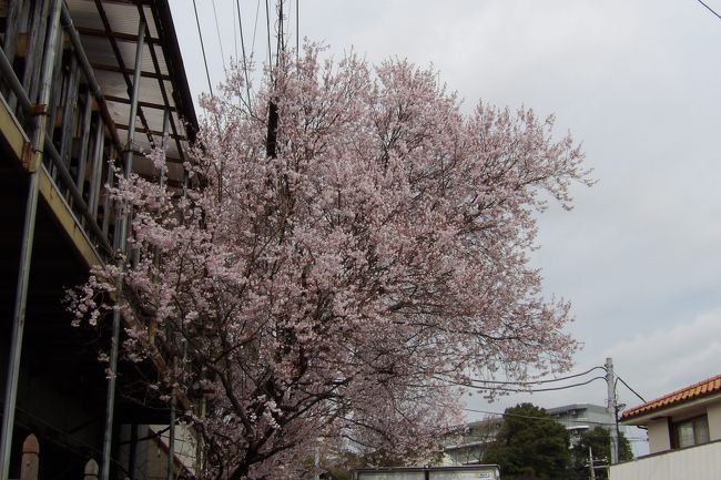 　旧東海道の品濃口には川上川沿いにほんの少しばかりの桜並木がある。この桜の蕾を見ると大部赤味を帯びている。さらに上流の木を見ると開花しそうな蕾がある木や1、2輪は開花しているようにも見える木がある。これならば、今日明日にも5、6輪は開花するであろう。<br />　川上川から左折したところには満開の桜の木がある。やはり、満開の桜の木を見ると春を感じない訳には行かない。<br />（表紙写真は満開の桜）