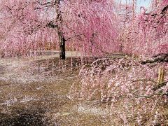 梅満開。鈴鹿の森庭園