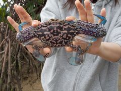 マングローブ蟹漁（伊良部島）と日本最南端の温泉（宮古島）の旅