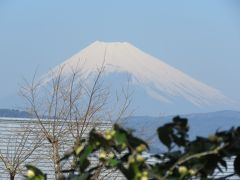 初めての伊東温泉への旅⑥小室山のつばき園・・その2