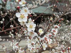 梅の花香る京都