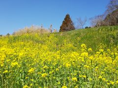 予算シリーズ 菜の花畑をめぐる2018in千葉【予算10000円】