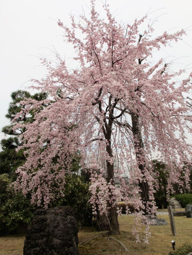 ２０１７年京都　４月５日　その９　二条城の桜はまだ早かったけど、一部見頃の木もありました。