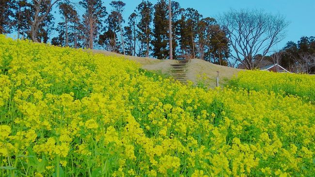 菜の花を見に、人生初のマザー牧場へ。