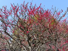 観光できなかった岡山日帰りの翌日*大阪万博記念公園へ【梅林・国立民族学博物館・日本庭園】