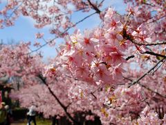 伏見淀水路の河津桜が満開でした♪