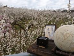 広島☆満汐梅林で満開の梅を楽しみました