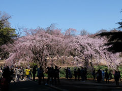 ２０１８　新宿御苑　お花見に千駄ヶ谷駅から歩きます　満開の桜が待ってました。