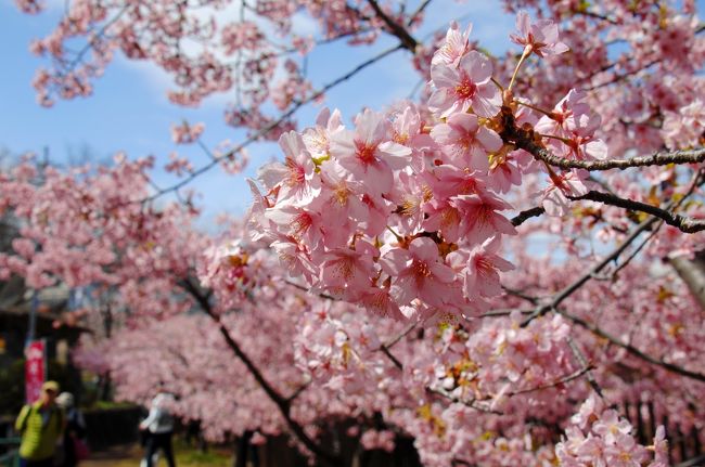 京都伏見区の淀にある淀緑地。<br />そこには、南手の河川「宇治川」から、北手の河川「桂川」へ抜ける「淀水路」が通っていて、整備された河川敷は散策が出来るようになっています。<br />そして地域活性化の一端として、平成14年、伊豆の河津町から戴いて来た河津桜の第一号を筆頭に、現在200本ほどにまで増やされており、年々規模が大きくなってきています。<br />この河津桜は、一般の桜の(染井吉野)開花宣言を聞く頃に満開となる桜なので、梅の後に訪問するのが良いタイミングと思われます。<br /><br />と言う事で、実は訪れたことが無かった淀水路の河津桜並木、今年は本日出掛けて来ました。<br />実は昨日の土曜日も晴天だったのに、うっかり忘れて車の点火プラグ交換などしておりました…<br />ご近所さんに頼まれていたSDカードケースを持参した際、そこの方が「河津桜見に行かれました?」と仰ってくれて、本日訪問する事が出来ましたが、予報では、早朝腫れて午後曇りでしたので、目覚ましを掛けて起きて見たものの、その時は曇りで諦めていました。<br /><br />すると、なんとラッキーなことに、12時頃から雲が履けて晴れ渡りましたので、買い物のついでに見てくる事になったのでした。<br /><br />では、どんな感じで咲いているのか楽しみです♪<br /><br /><br />京阪電鉄の紹介頁<br />https://www.okeihan.net/recommend/sakura/detail/53_yodosuiro.php<br /><br />京都新聞<br />http://www.kyoto-np.co.jp/kp/movie/?r=news&y=2018&v=KRNVnz7D<br /><br />