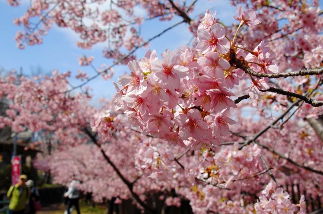 京都伏見区の淀にある淀緑地。<br />そこには、南手の河川「宇治川」から、北手の河川「桂川」へ抜ける「淀水路」が通っていて、整備された河川敷は散策が出来るようになっています。<br />そして地域活性化の一端として、平成14年、伊豆の河津町から戴いて来た河津桜の第一号を筆頭に、現在200本ほどにまで増やされており、年々規模が大きくなってきています。<br />この河津桜は、一般の桜の（染井吉野）開花宣言を聞く頃に満開となる桜なので、梅の後に訪問するのが良いタイミングと思われます。<br /><br />と言う事で、実は訪れたことが無かった淀水路の河津桜並木、今年は本日出掛けて来ました。<br />実は昨日の土曜日も晴天だったのに、うっかり忘れて車の点火プラグ交換などしておりました…<br />ご近所さんに頼まれていたSDカードケースを持参した際、そこの方が「河津桜見に行かれました？」と仰ってくれて、本日訪問する事が出来ましたが、予報では、早朝腫れて午後曇りでしたので、目覚ましを掛けて起きて見たものの、その時は曇りで諦めていました。<br /><br />すると、なんとラッキーなことに、12時頃から雲が履けて晴れ渡りましたので、買い物のついでに見てくる事になったのでした。<br /><br />では、どんな感じで咲いているのか楽しみです♪<br /><br /><br />京阪電鉄の紹介頁<br />https://www.okeihan.net/recommend/sakura/detail/53_yodosuiro.php<br /><br />京都新聞<br />http://www.kyoto-np.co.jp/kp/movie/?r=news&amp;y=2018&amp;v=KRNVnz7D<br /><br />