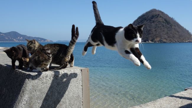 ご訪問ありがとうございます。<br />「飛び猫」で有名になった多度津町のねこ島、佐柳島へ行ってきました。<br />佐柳島は香川県で、フェリーも香川県側の多度津港から出ているため、本州からのアクセスはちょっと面倒なのですが、昨年ホステルがオープンして島内に宿泊できるようになり、スケジュールが組みやすくなったので、青春18きっぷが使える期間になるのを待って出かけてみました。<br /><br />帰りは同じルートではなく、土曜日の午後、週に1便だけある、佐柳島のすぐ近くにある岡山県側の真鍋島を経由して笠岡港へ行くフェリーの便を利用して、京都→多度津→佐柳島→笠岡というルートをとり、笠岡から山陽線で1年ぶりの尾道に出て、尾道でもねこ街訪問してきました(^ ^)