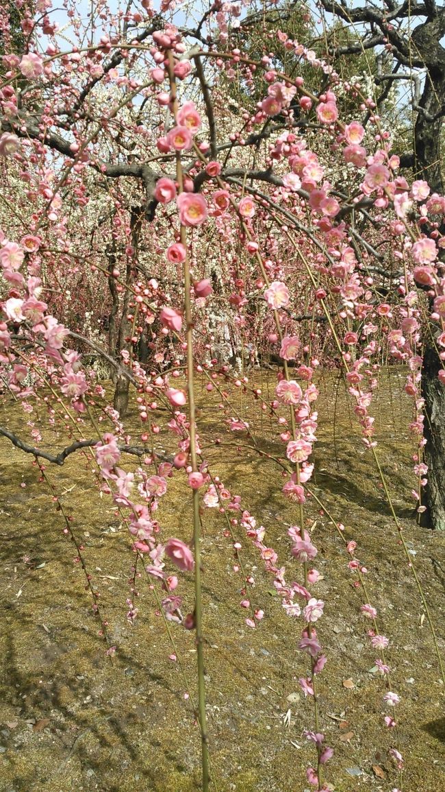 姉と京都で待ち合わせ。姪も加わり楽しい京都旅でした。<br />城南宮の枝垂れ梅は七分咲きでとても綺麗でした。