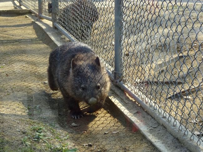 今回は関西方面への旅行。<br />まずは伊丹空港からほど近い池田市へ。<br />日本では数少ないウォンバットに逢いに五月山動物園を目指しました。<br />