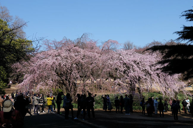 体調はまだまだ　新宿御苑の桜を見に行きたいが<br /><br />　新宿駅から遠いので千駄ヶ谷駅から<br /><br />大正解　満開の桜たちが待っていてくれました。<br /><br />歩く事　写す枚数もすくなくて　最近はフェイスブックが多くなりました。
