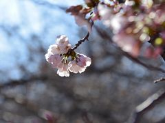 2018春の訪れ　浜離宮の菜の花＆目黒川の桜　開花宣言！