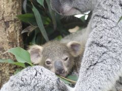 赤ちゃん大集合の春の埼玉こども動物自然公園（午後編）ねばった甲斐あってコアラの赤ちゃんとカンガルーの赤ちゃんにも会えた＆午後になってもミヤビちゃんの目やにの跡がとれず
