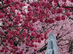 密蔵院の安行桜は真っ盛り、ランチはワラビスタンの街で異文化体験