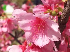 冬から春へひとっ飛び　那覇で花見を楽しんださ～