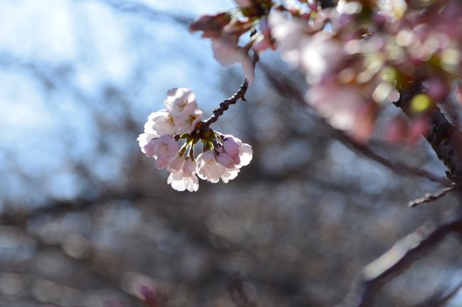 都心でも季節の移ろいを感じさせてくれるオアシス的な場所があります。<br />一つは汐留にある浜離宮恩賜庭園　　銀座や新橋まで徒歩１０分圏にあるこちらの庭園では、今菜の花が見頃を迎えピンクの梅の花とのコラボレーションを楽しませてくれています。１１日の土曜日にはまだ緑色の固い蕾だったさくらの枝先。<br />もう一つは家の近所の目黒川。<br />先週暖かな日が何日か続いたことにより、金曜の朝見ると近所の目黒川の桜の蕾もかなり膨らんでピンクに色濃く染まってきて、１７日の朝、様子を見に行くと咲いていました。<br />でも、例年同様中目黒駅寄りの方が開花が遅く、咲いているのは山手通りと交差する池尻寄りだけ。<br />どうやら見頃を迎えるのは週末の２５日の日曜日辺りになりそうです。<br />しばらく桜の花から目が離せないですね。