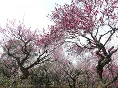 ふかや緑の王国のウメ_2018（2）_まだ咲いていますが、見頃は過ぎています。（埼玉県・深谷市）