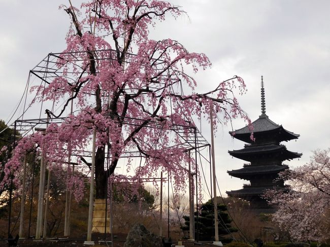 　いよいよ京都の旅も今日で終わりです。<br />今日は京都定期観光バスで桜が咲いているお寺を回ります。<br />その前に今日も早起きをして早朝に桜を求めて散歩。<br /><br />　宿泊した宿の側に会った安井金比羅宮の桜を見て、それからバスに乗って京都駅へ。<br />荷物を預けて東寺に向かいました。