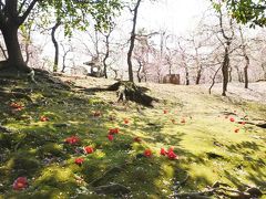 京都で梅を満喫