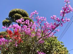 春を迎えに九州～福岡・鹿児島