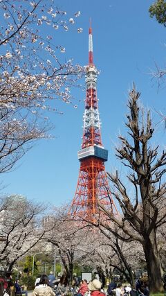 都内桜名所＆お花見クルーズ　良いとこどり欲ばり10景めぐり