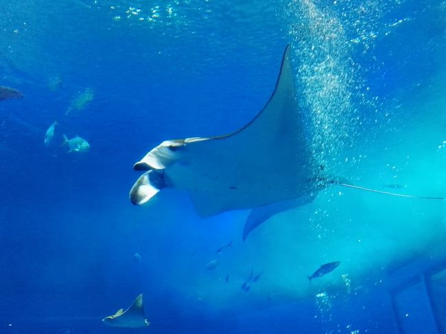 美ら海水族館でジンベイザメの生殖器観察&#10071;by オキャマ三人旅♪